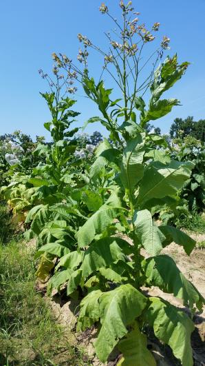 PLANT